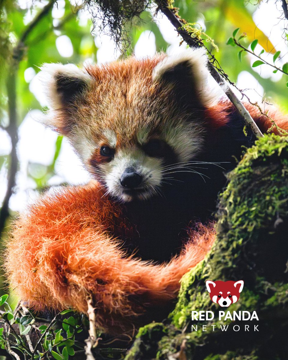 Red Panda Network tweet media