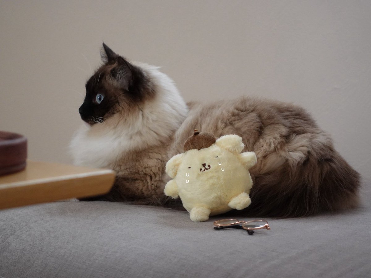 ぽむち tweet media