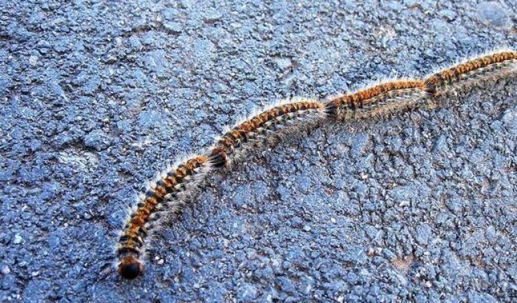 Nei Nei 🐱 De la colonia tweet media