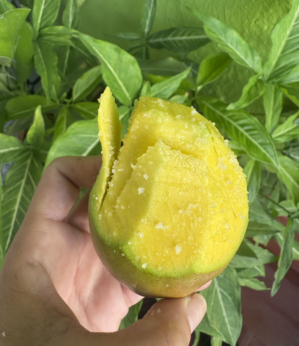 SeleneCarrillo_'s tweet photo. Simple, pero perfecto 💚🥭 https://t.co/HkeDChUMem