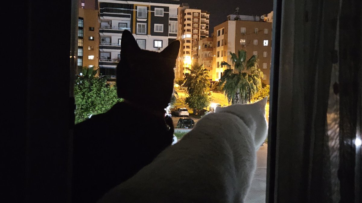 g9ksuu's tweet photo. ben bugün ülkemden gitmek istedim
kedilerim burada, gidemedim https://t.co/nNp8xVnnKh