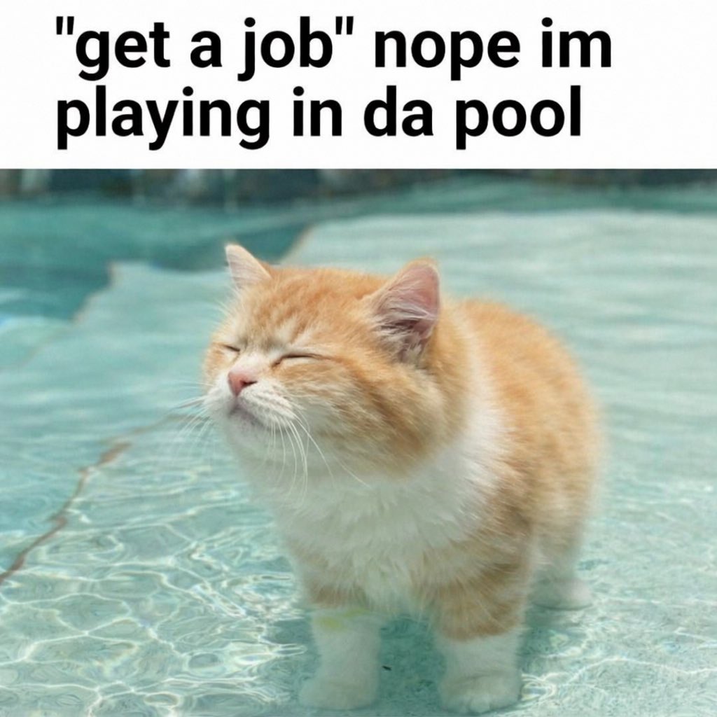 LiterallyMeCats tweet media