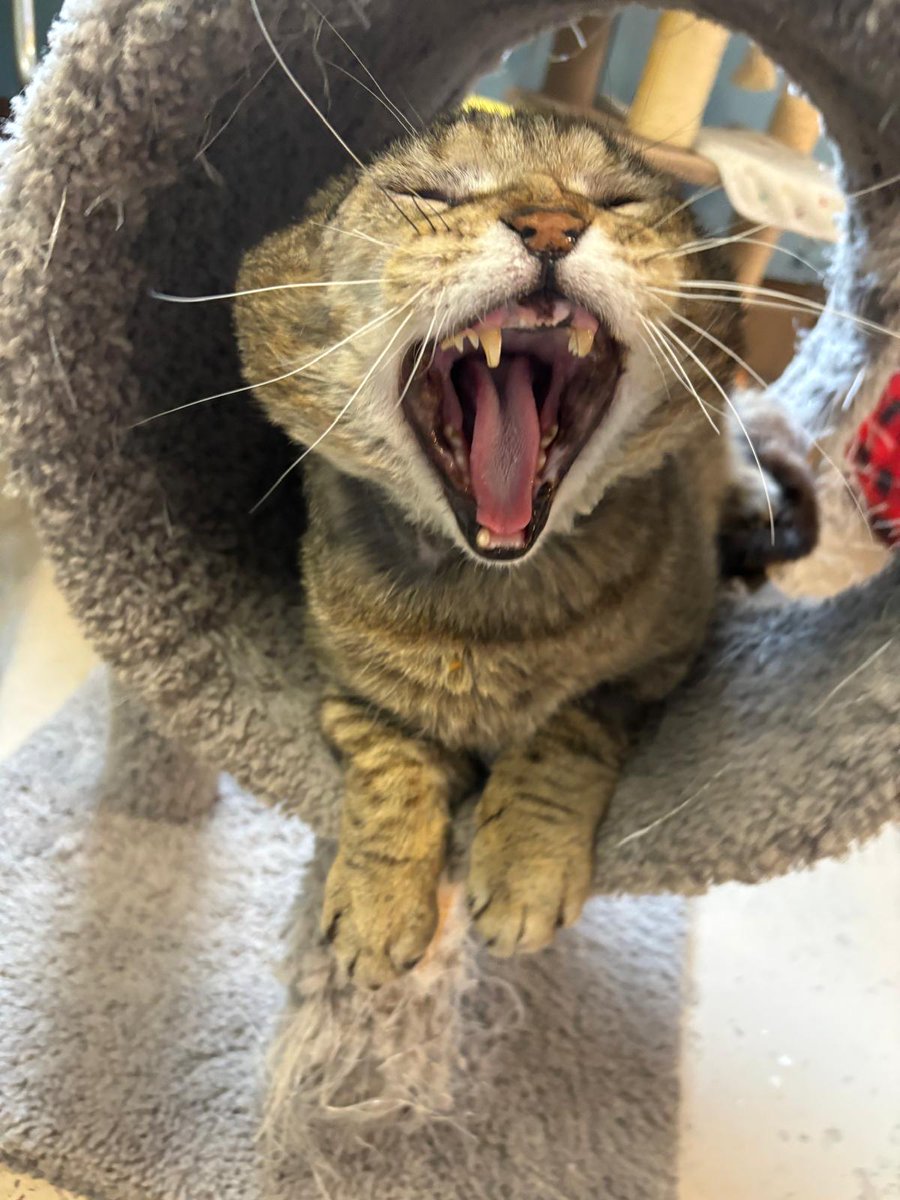 RappCatsAdopt's tweet photo. Hear me roar!
#Grumpy is in shock that he's been available for adoption for 3 weeks and is still not adopted!
#thatswild #adoptme #Virginia https://t.co/LSyVVq2cCL