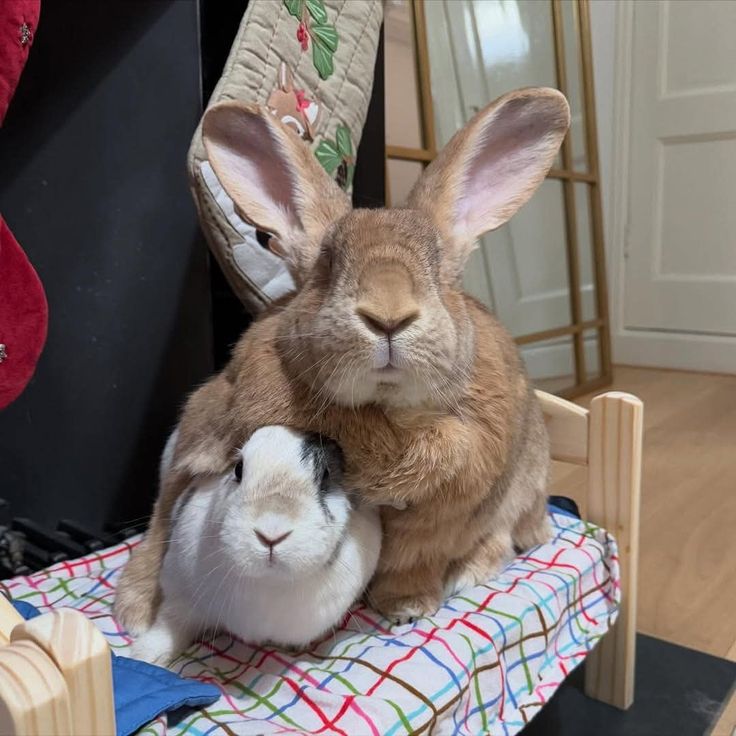 Cutes Animals (@majidawan764334) on Twitter photo 