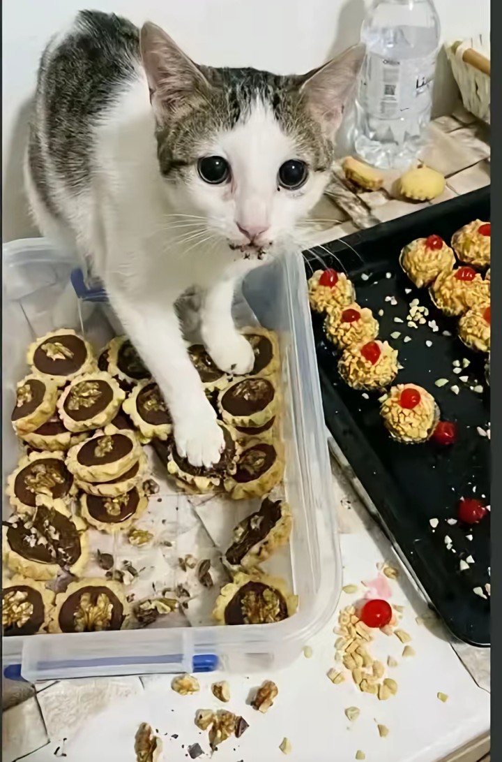 Retired Average Saïd Mohammedi Enjoyer ⵣ۞🏴🏳️ tweet media