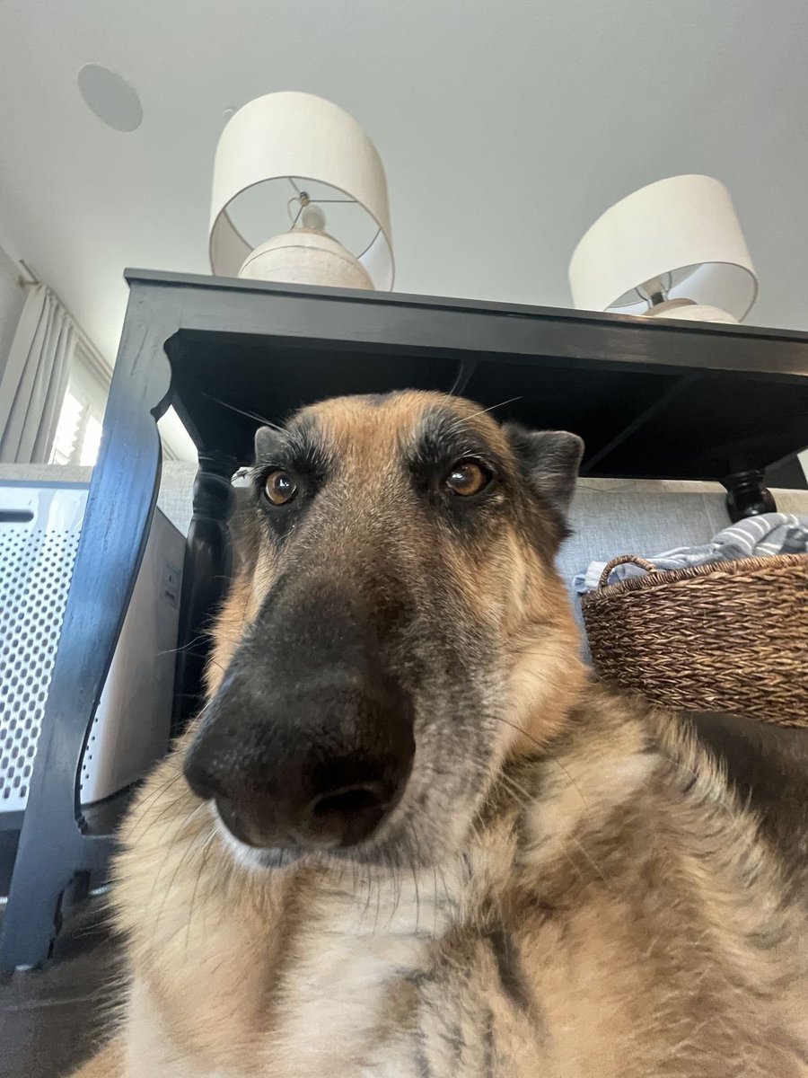 💖 (@twaniimals) on Twitter photo 