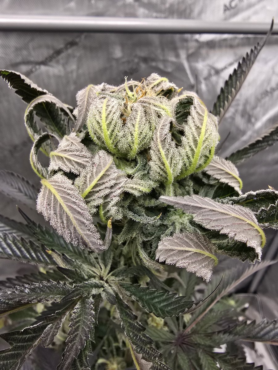 MNGrowin' tweet media