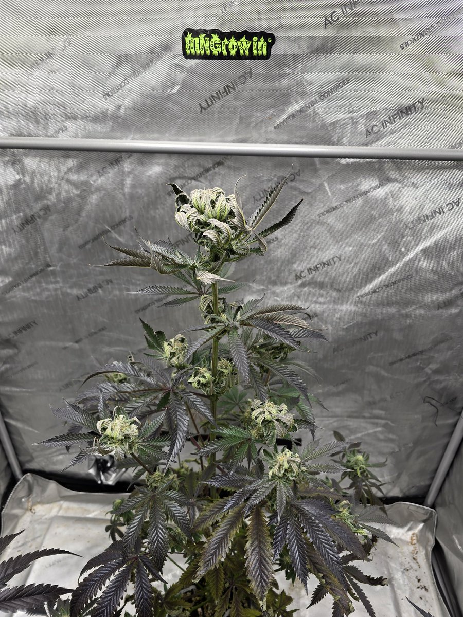 MNGrowin' tweet media