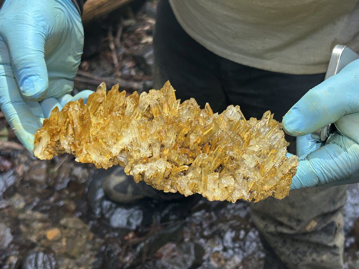 【自然遊撃隊】こうへい⛏️ tweet media