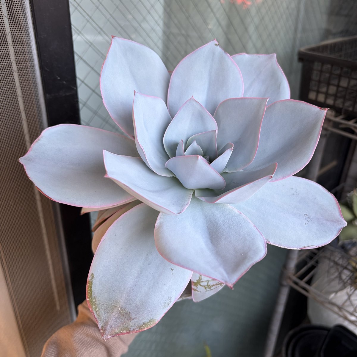 Tomgr13's tweet photo. 【エケベリア カンテ】
鉢底から根っこが出てきたのを確認！ここまでしっかり根が張っているのはうちのカンテとしては初めてです！
やっぱいいですね、根っこつよし👍
これからの成長に期待😎
#Echeveria #エケベリア　#cante #カンテ　#多肉植物 https://t.co/peDdKRiXjc
