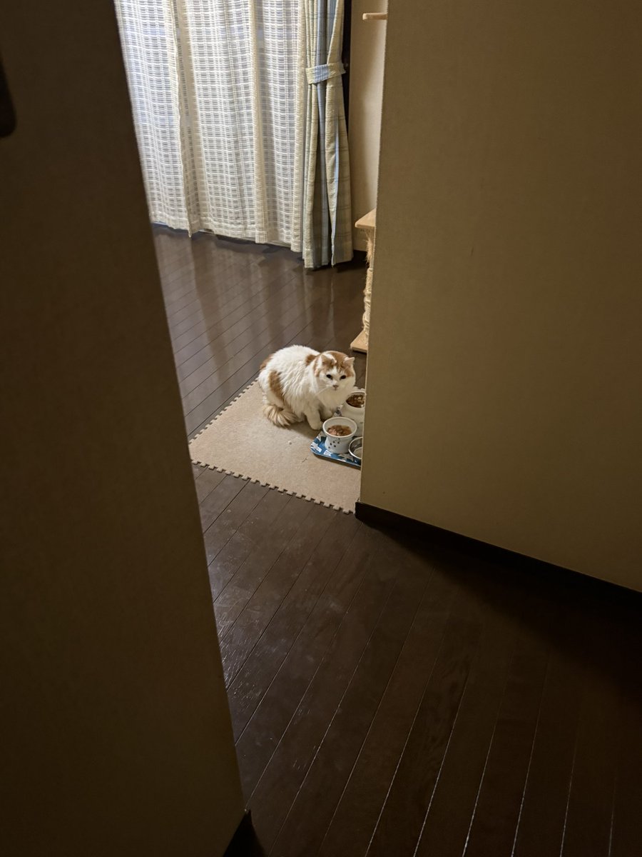 霧島 響 tweet media