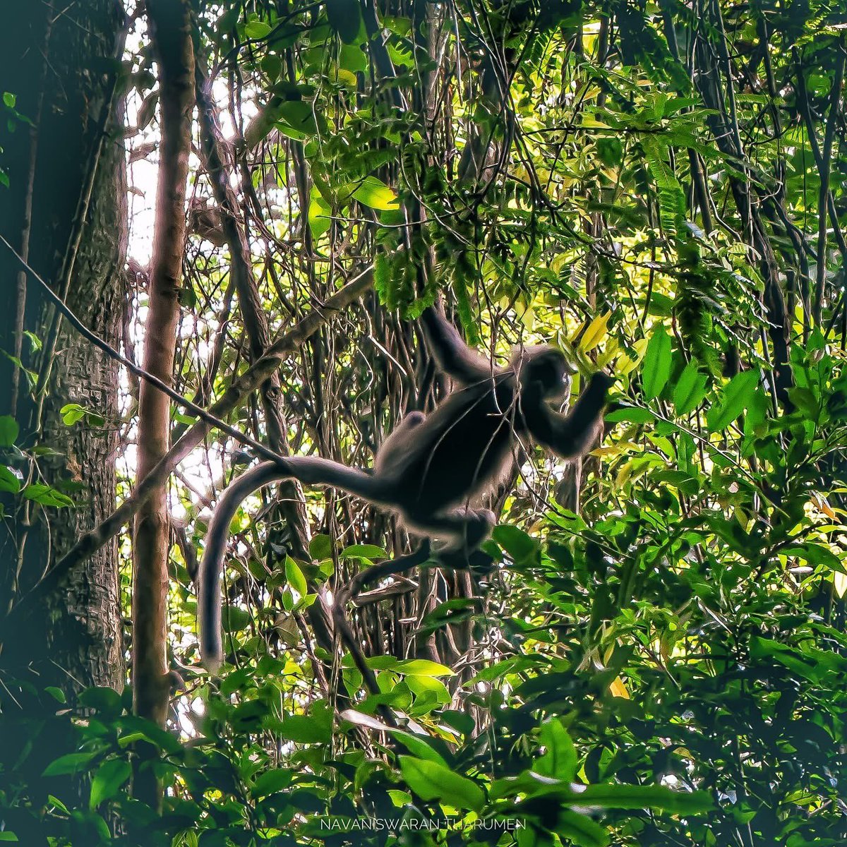 navanis98's tweet photo. 📸 Dusky leaf monkey 

#monkey #duskyleafmonkey #wild https://t.co/Ag9FOW86rV