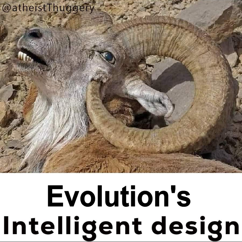 Ich liebe Schafe tweet media