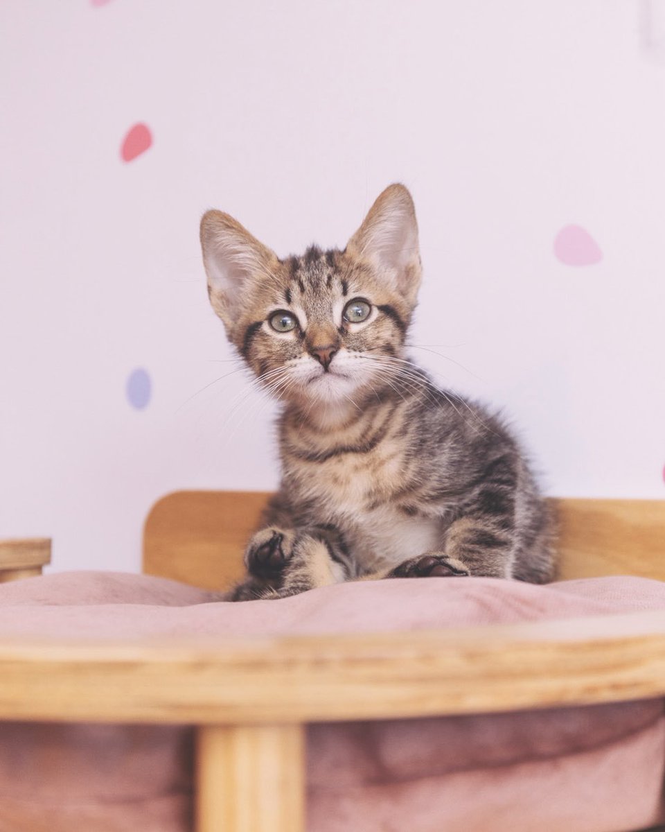 Adoptamiu tweet media