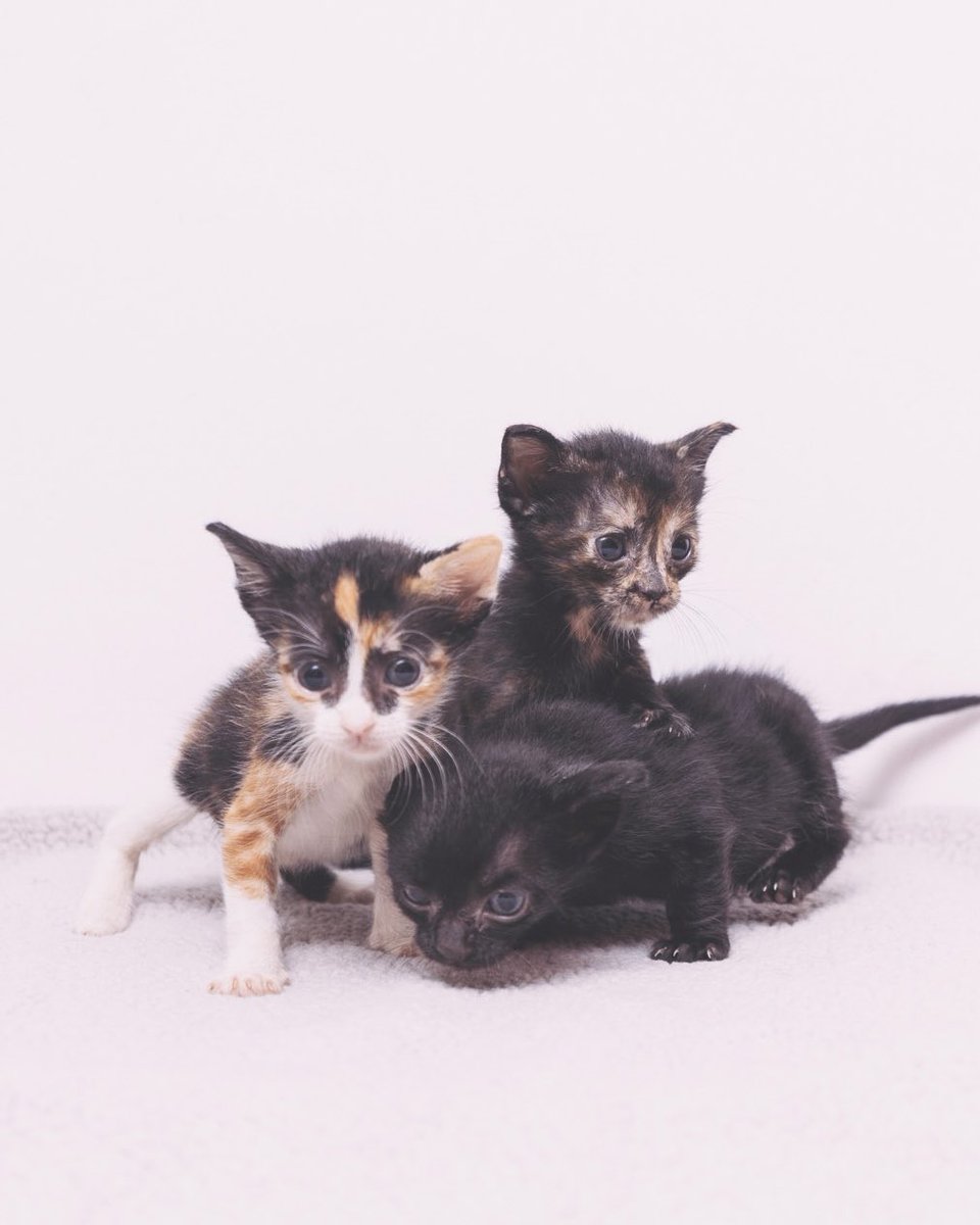 Adoptamiu tweet media