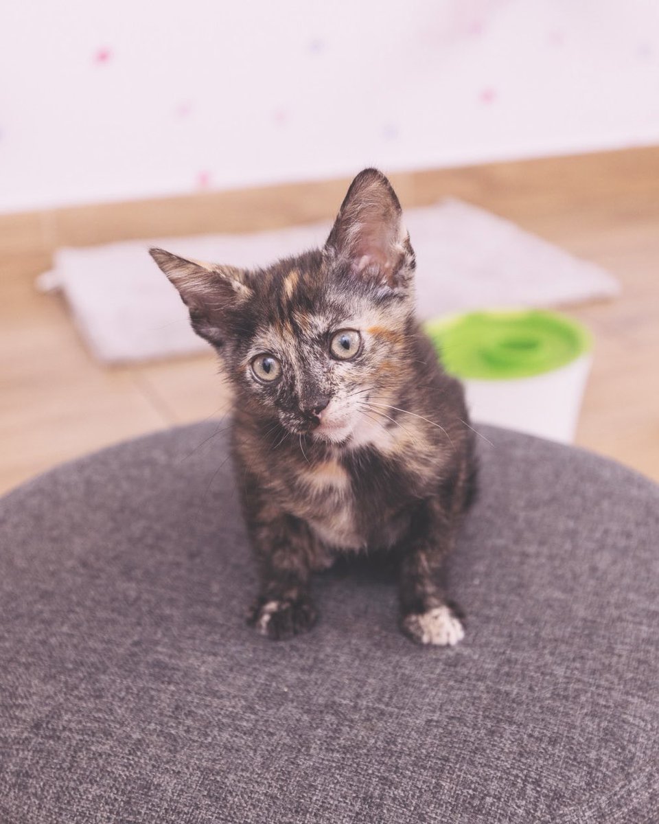 Adoptamiu tweet media