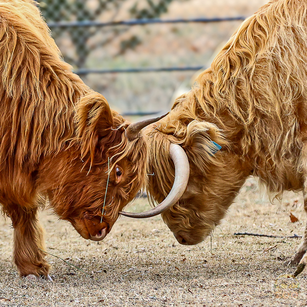 RollingHillsZoo tweet media