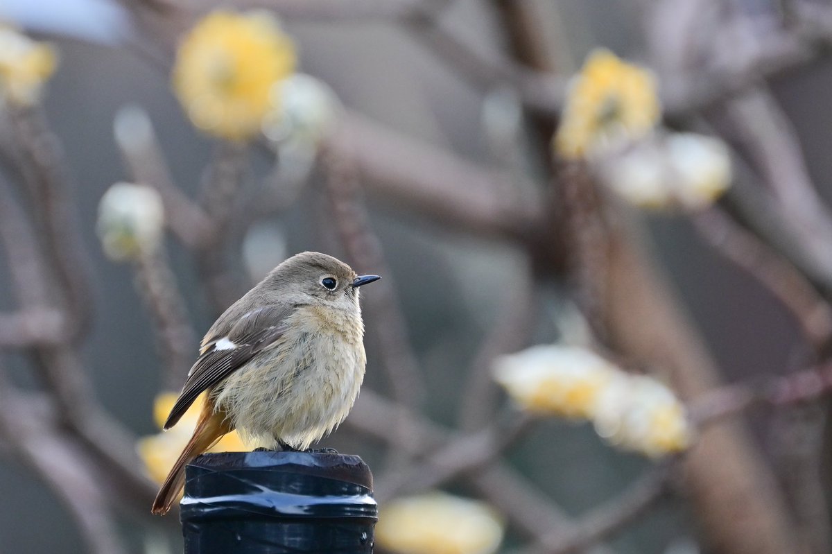 emuBitaki321's tweet photo. ミツマタの花の群生地がある沢にカワガラスを探しに行ったら、プリンセスに遭遇🧡
思わぬサプライズに心躍ったよ✨✨

#ジョビ子
#ジョウビタキ雌 https://t.co/zj4cdraQOW