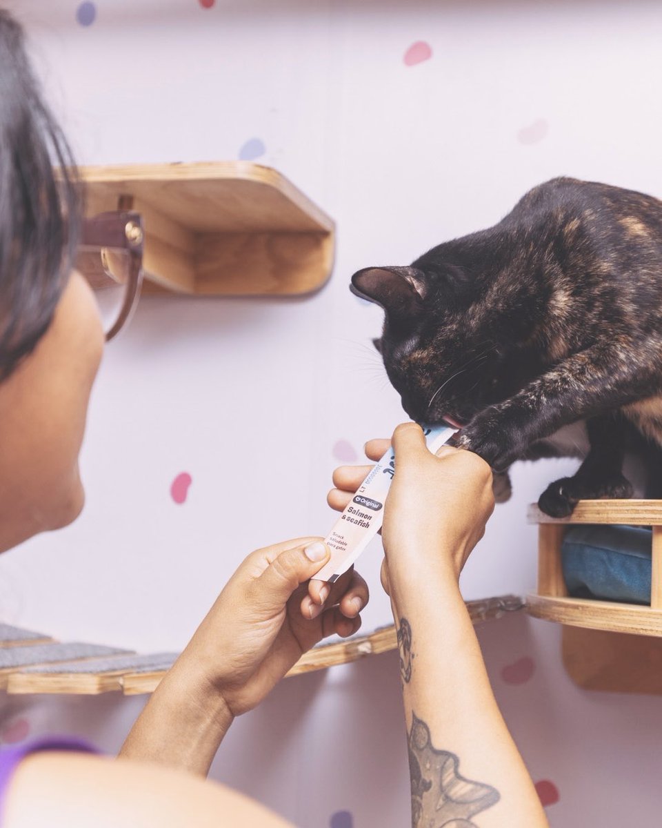 Adoptamiu tweet media