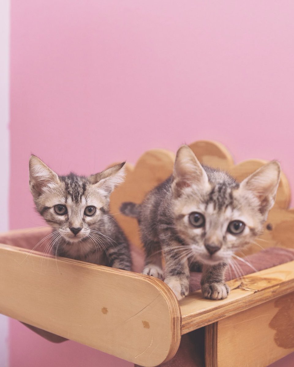 Adoptamiu tweet media