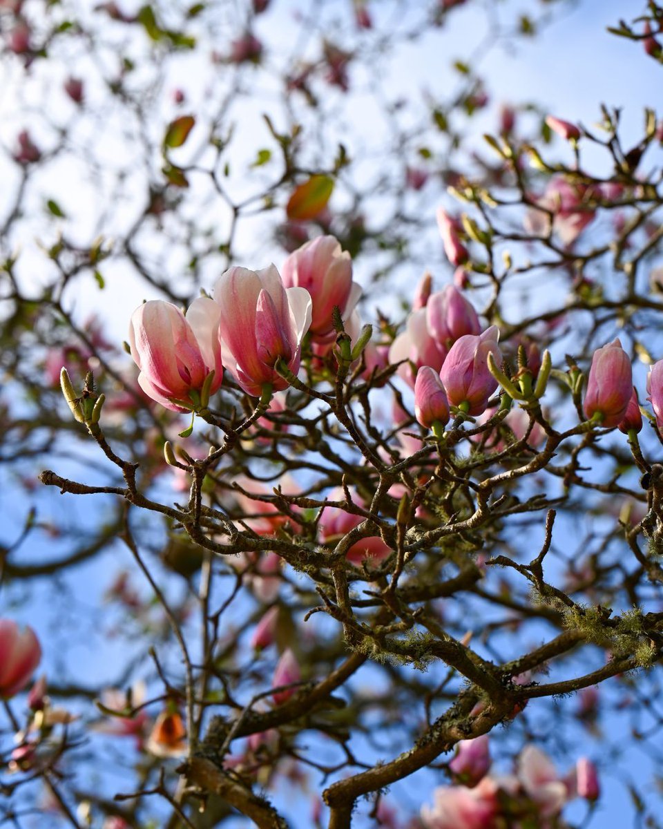 San Francisco Botanical Garden tweet media