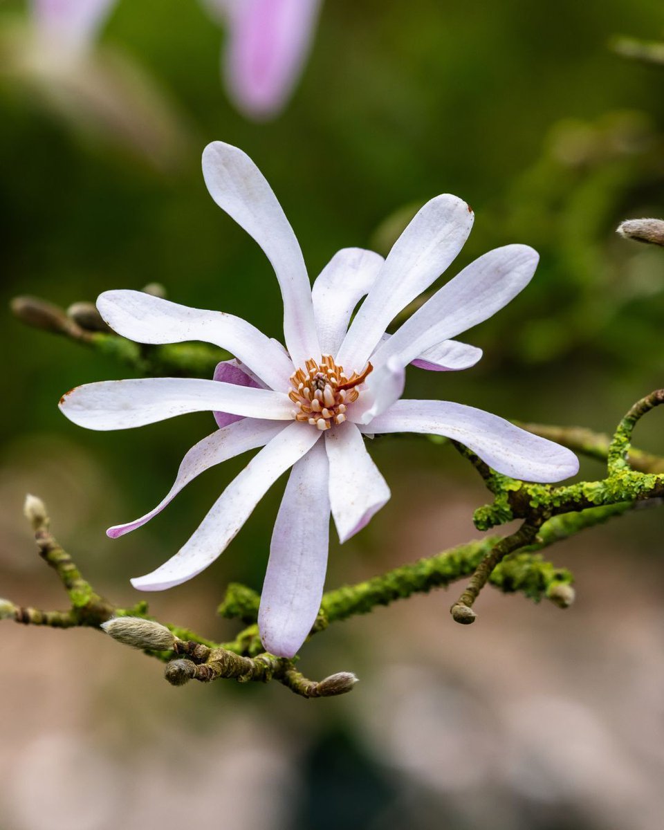 Gardens of Golden Gate Park tweet media