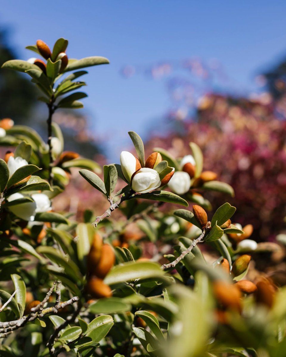 Gardens of Golden Gate Park tweet media