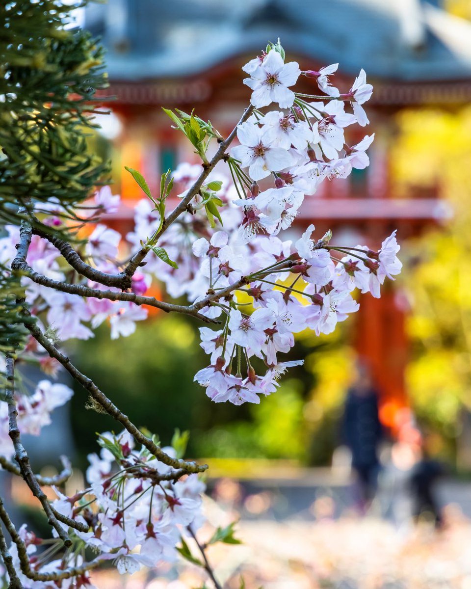 Gardens of Golden Gate Park tweet media