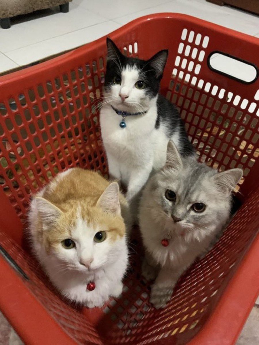 ✮ راينر براون tweet media