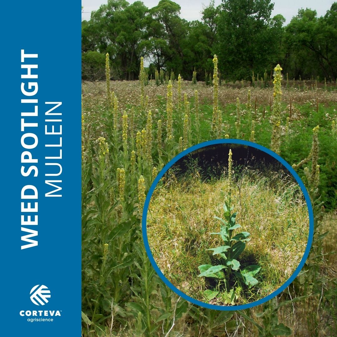 Corteva U.S. Range & Pasture tweet media