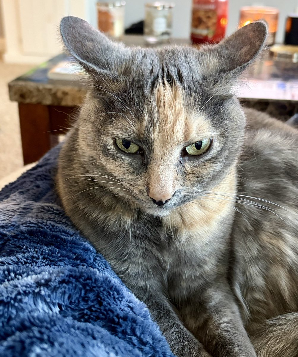 pickledcotton's tweet photo. Ziva was not amused when Zach Werenski was high-sticked in the face #CBJ https://t.co/nReMUP87sc