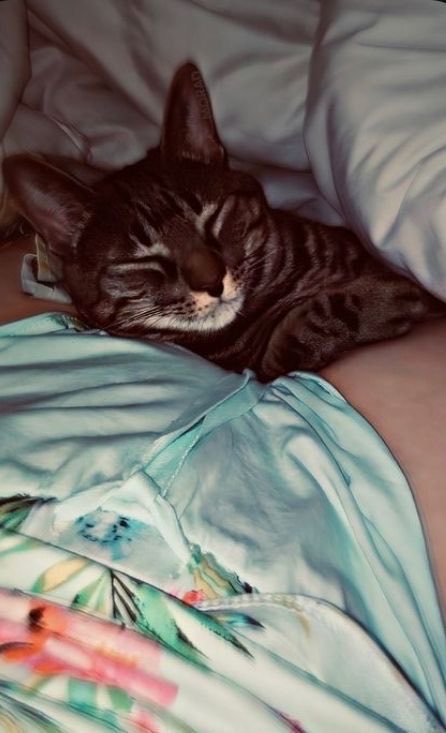 userNazlssm's tweet photo. En sevdiği yer de uyuyor Şapşalllll💋😍 https://t.co/y3ul0fcv4i