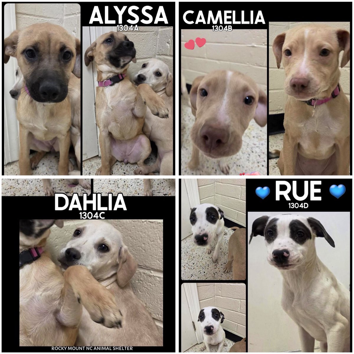 Donna Lac tweet media