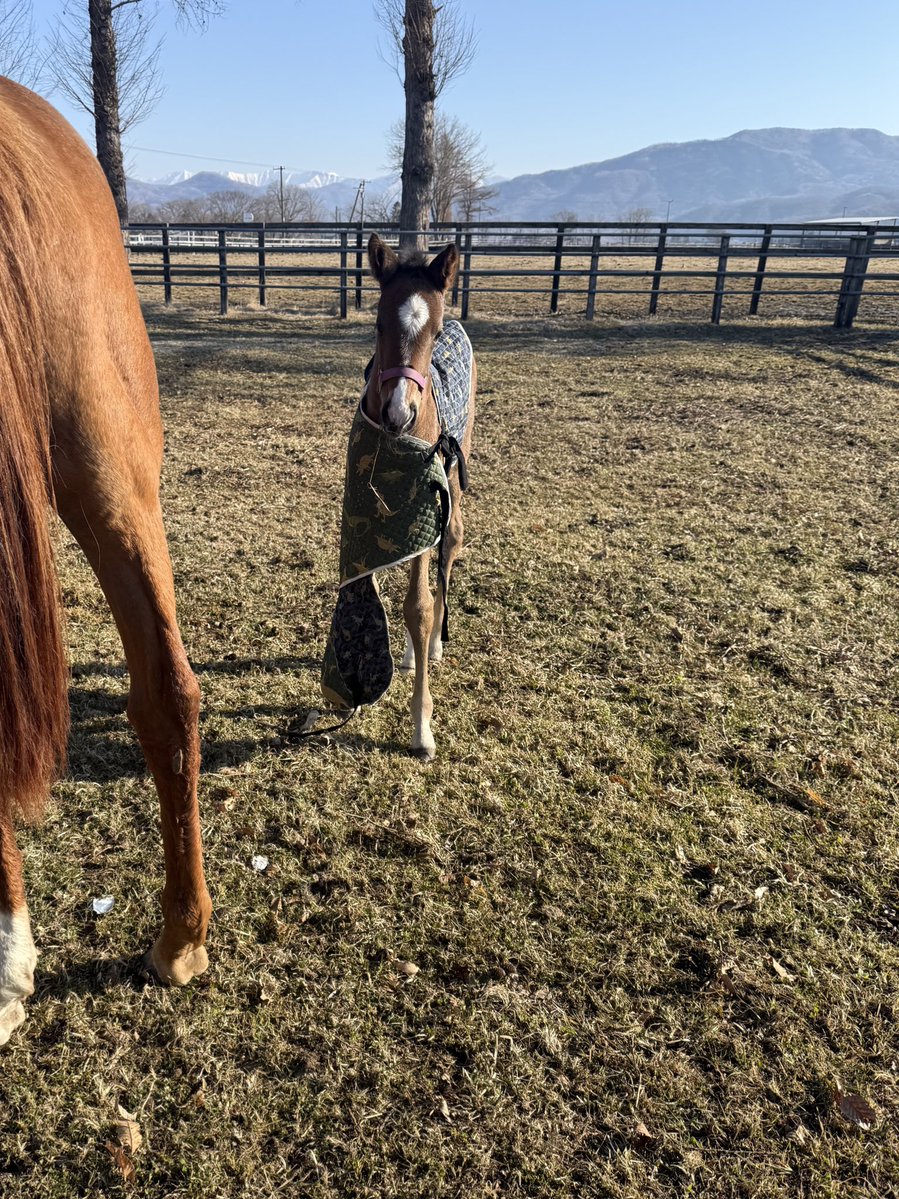 富菜牧場 tweet media