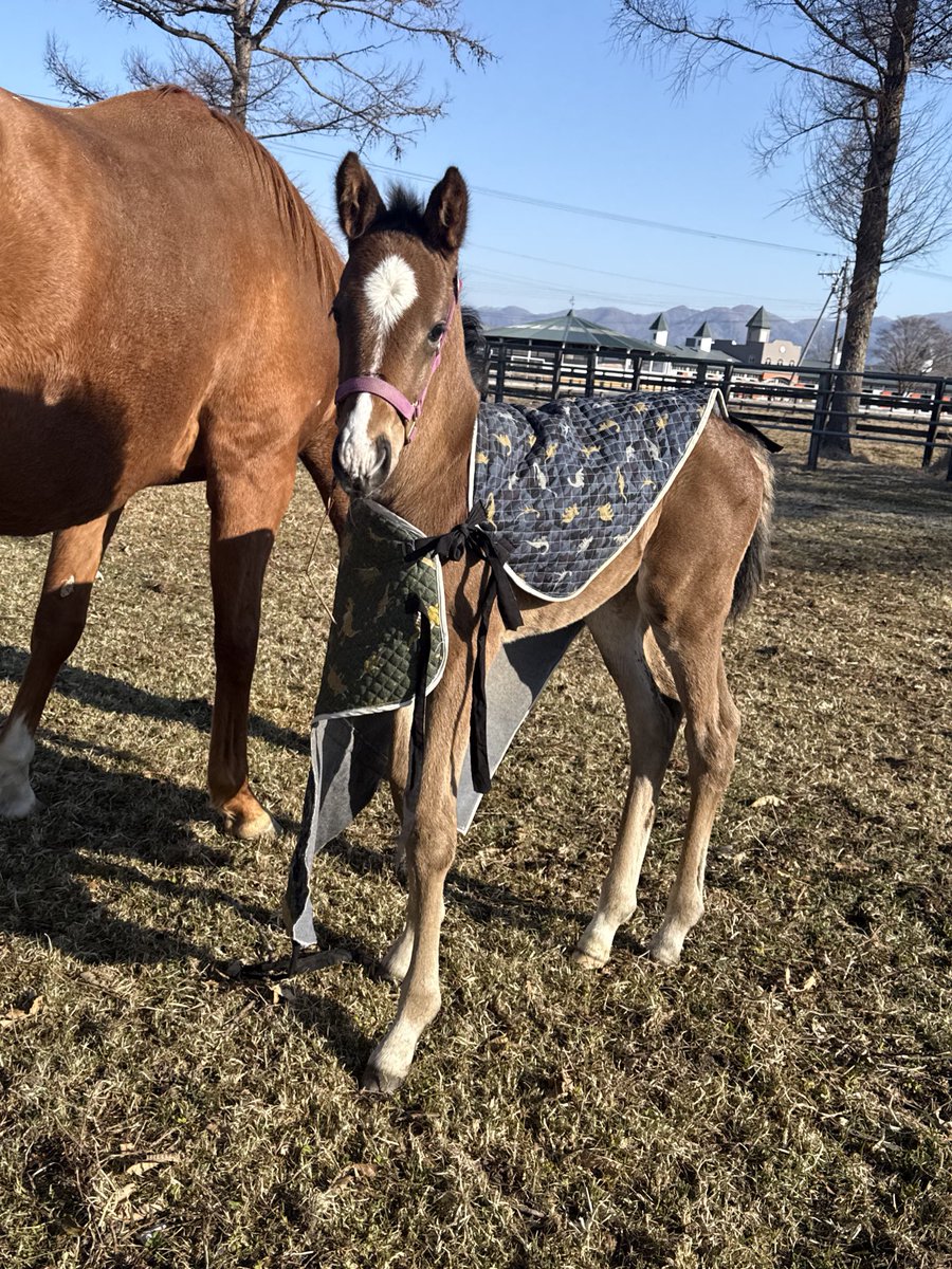 富菜牧場 tweet media