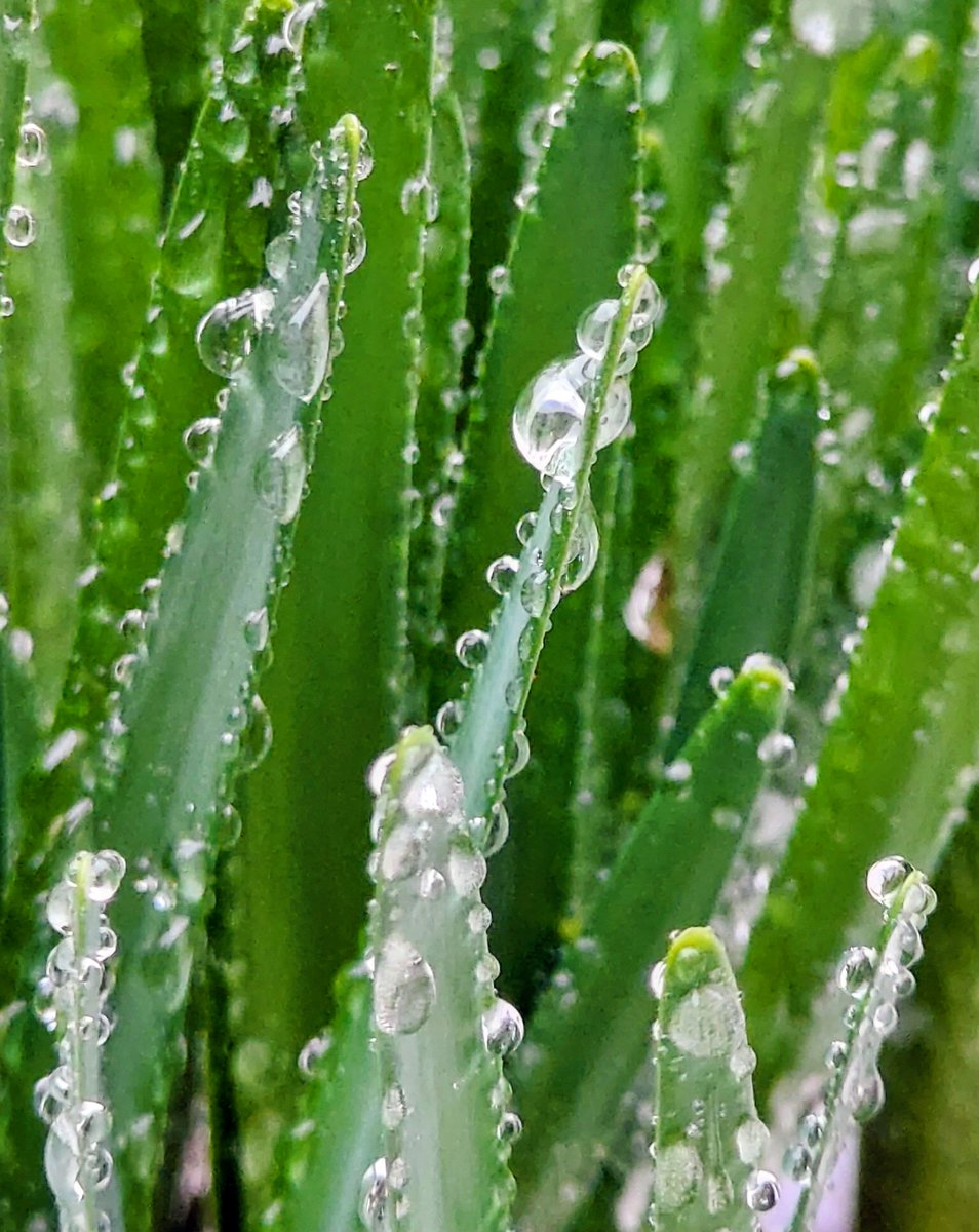 ☔雨降り☔
#雫