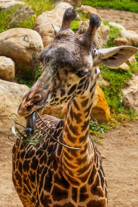 Malia the Masai giraffe wraps her tongue around a small branch as she attempts to strip it of its green leaves in these pictures. Green alfalfa hay dust rests along the top of her snout— evidence of a recent bite at one of her feeders.