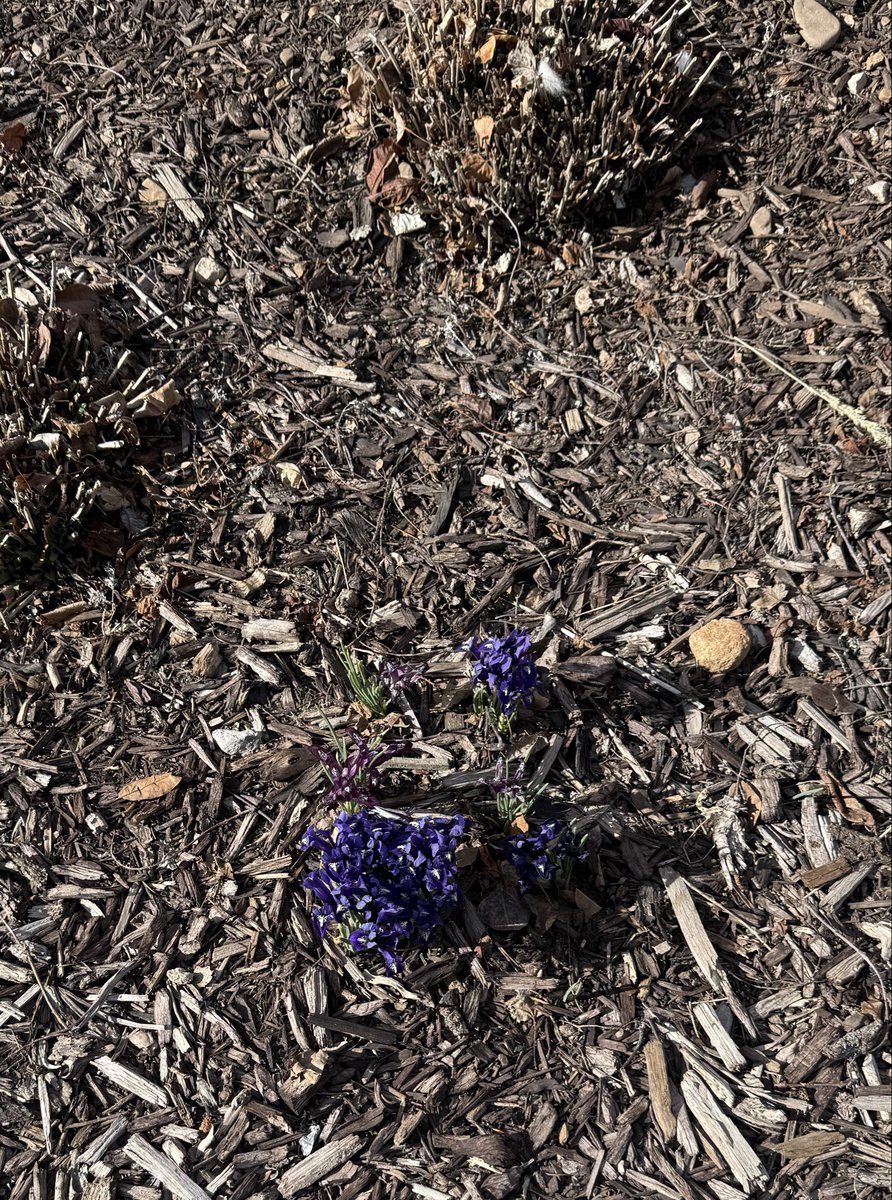 Denise K Shull tweet media