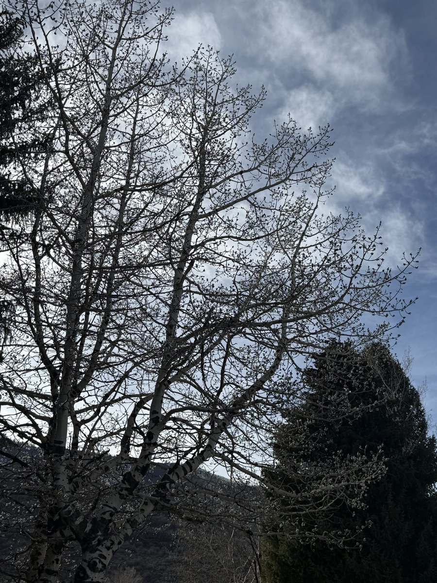 Denise K Shull tweet media