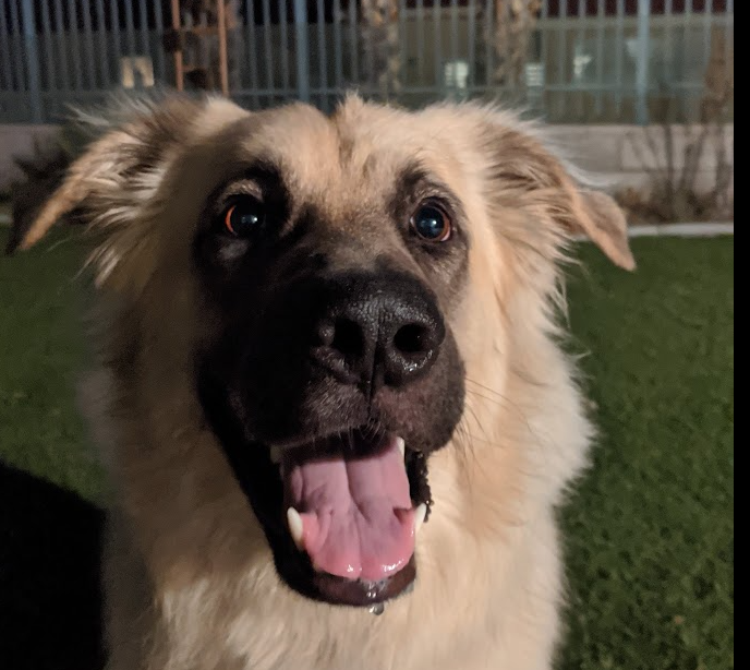 sol.gene tweet media