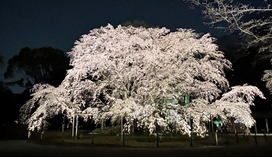 travelroad5's tweet photo. ３月18日〜24日まで東京都駒込駅近くにある「六義園」では、「しだれ桜」のライトアップや土倉壁面へのプロジェクションマッピングの投影などを行うライトアップイベント「春夜の六義園 夜間特別観賞」が開催されます✨ https://t.co/Pjt55akWJs