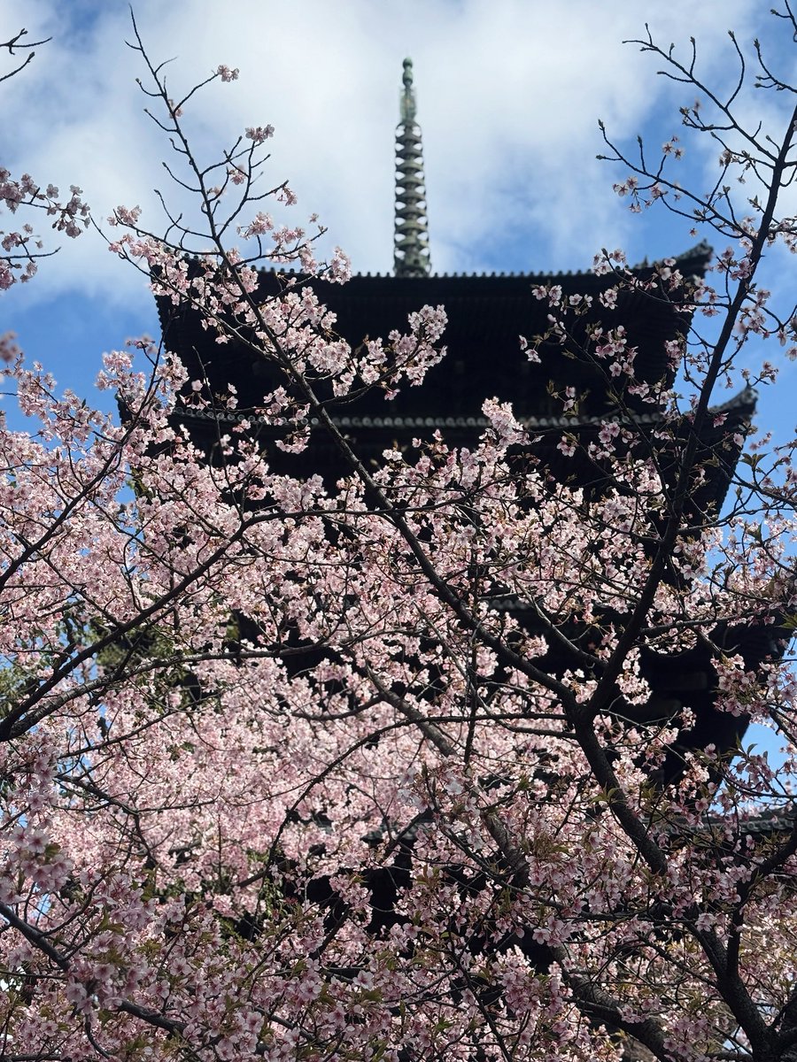 bluestar__02's tweet photo. 𖤣東寺
天気にも恵まれこの日は暖かくて過ごしやすかった🫶🏻京都で今年初の桜を見れて嬉しかった~🌸 https://t.co/cyHbwYo52U