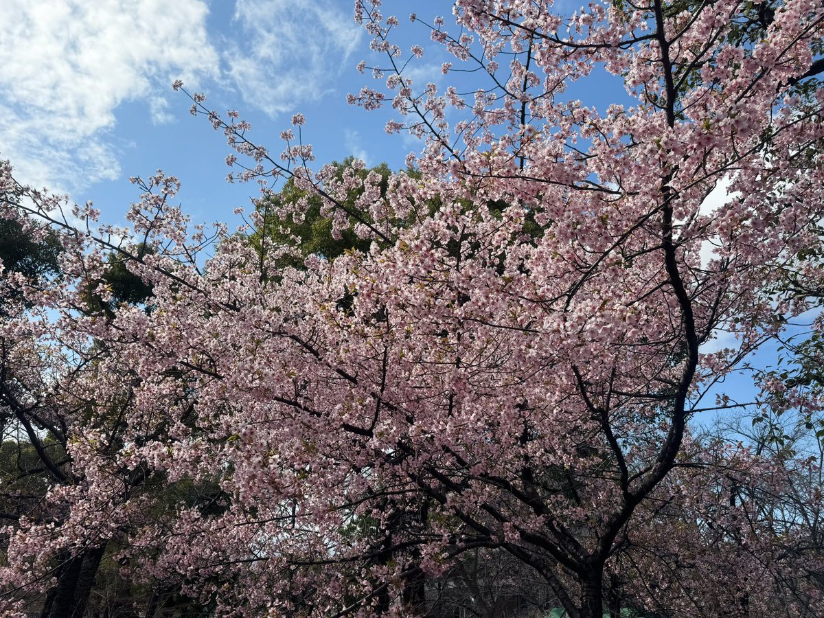 bluestar__02's tweet photo. 𖤣東寺
天気にも恵まれこの日は暖かくて過ごしやすかった🫶🏻京都で今年初の桜を見れて嬉しかった~🌸 https://t.co/cyHbwYo52U