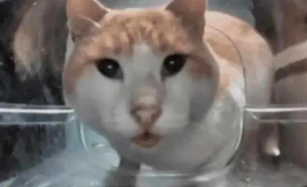 ELB (caumsa) tweet media