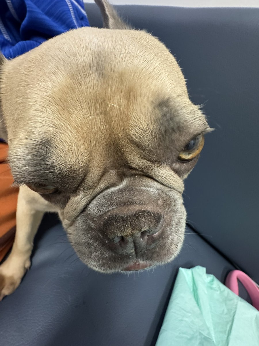 SFLDOJO|ConvictedofFun tweet media