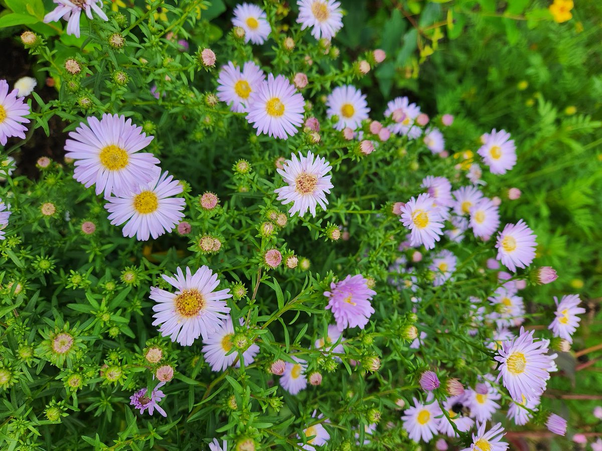 🌱 Shannon Walsh 🦋🦋🦋 tweet media