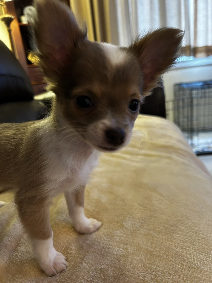 May I present a couple of little outlaws?