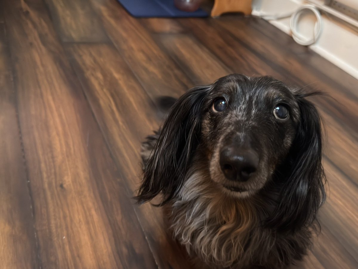 Sophy Romvari tweet media