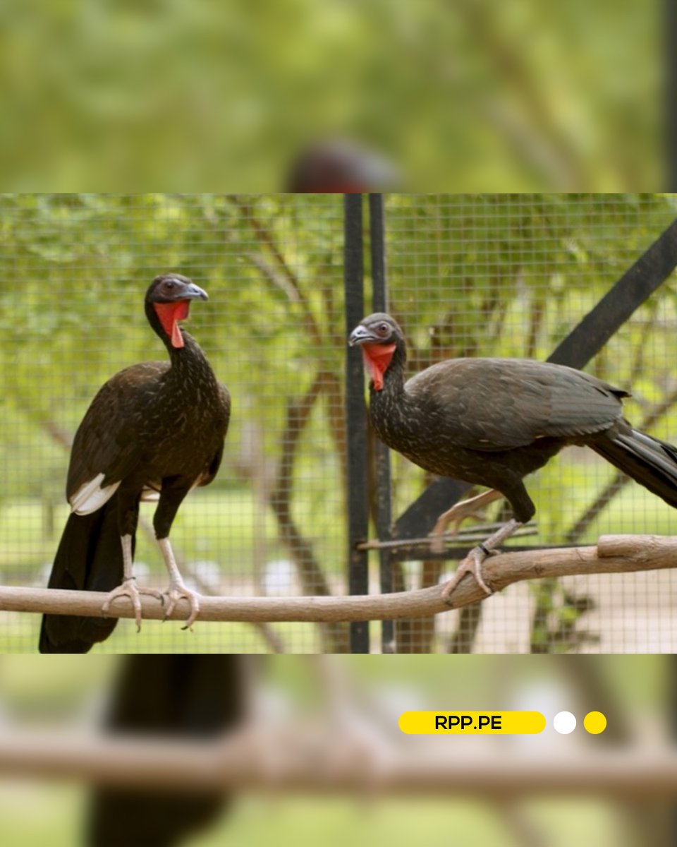 🐣🥰 Una noticia que llena de optimismo llega desde el distrito de Olmos, en la región Lambayeque, donde ocho pichones de pava aliblanca (Penelope albipennis) nacieron en el centro de conservación de la Crax Perú. Este hecho representa un paso importante en la lucha por salvar a