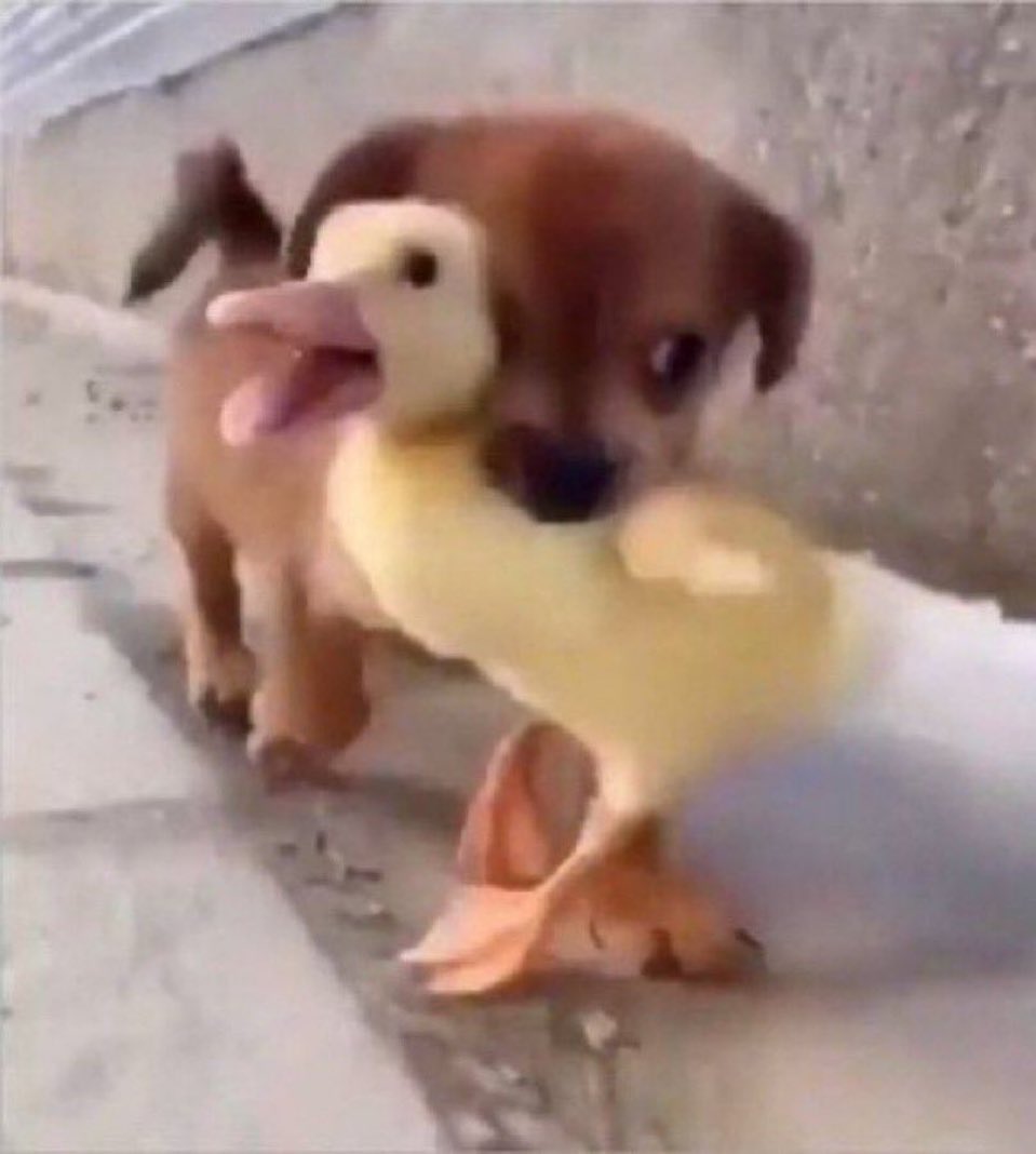 𝓖aæbyöncé🧙‍♀️| IRENE¹ | HYO tweet media